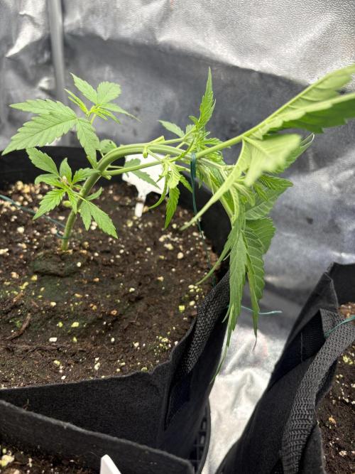 MadameMeduF1. Week 3