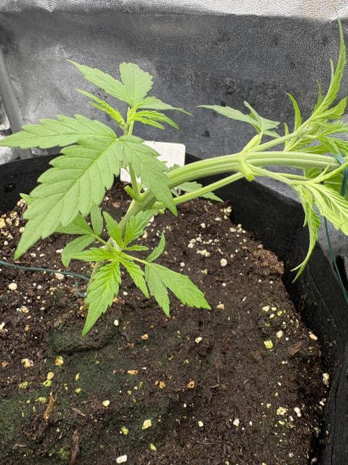 MadameMeduF1. Week 3