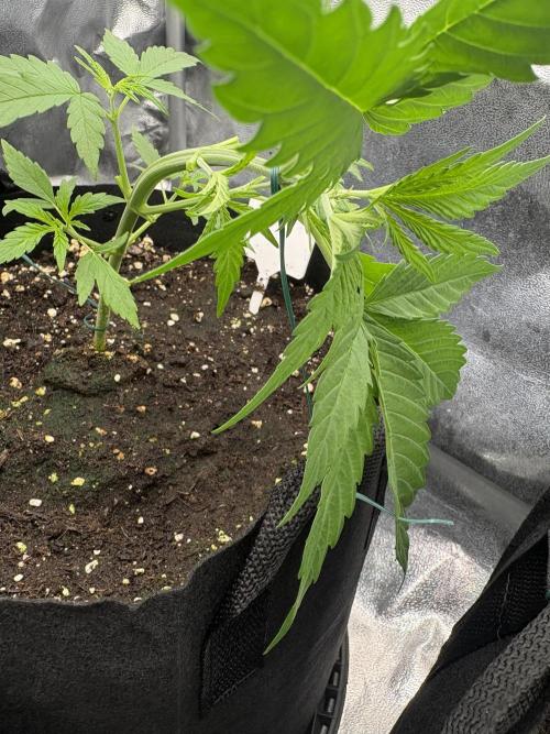 MadameMeduF1. Week 3