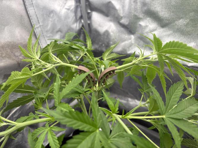 MadameMeduF1. Week 4