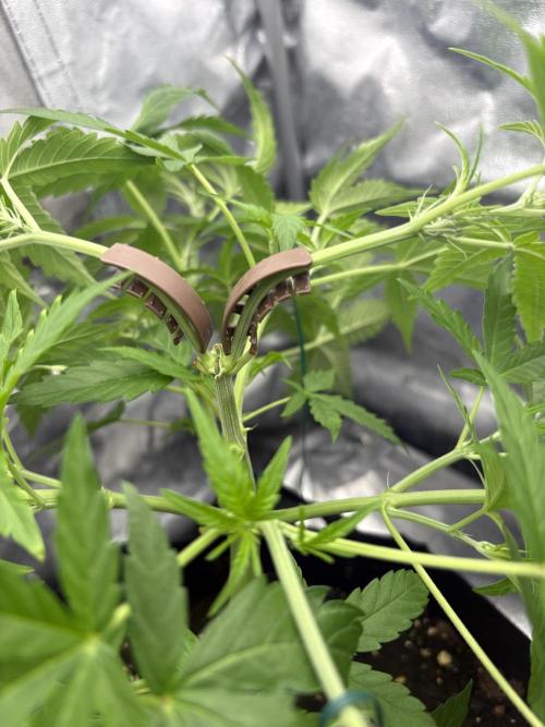 MadameMeduF1. Week 4