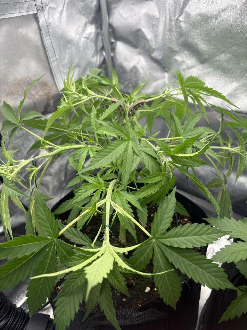 MadameMeduF1. Week 4