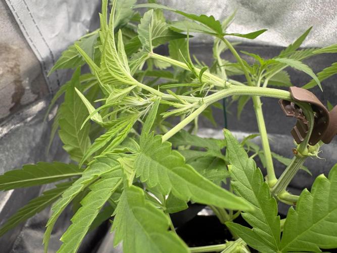 MadameMeduF1. Week 4