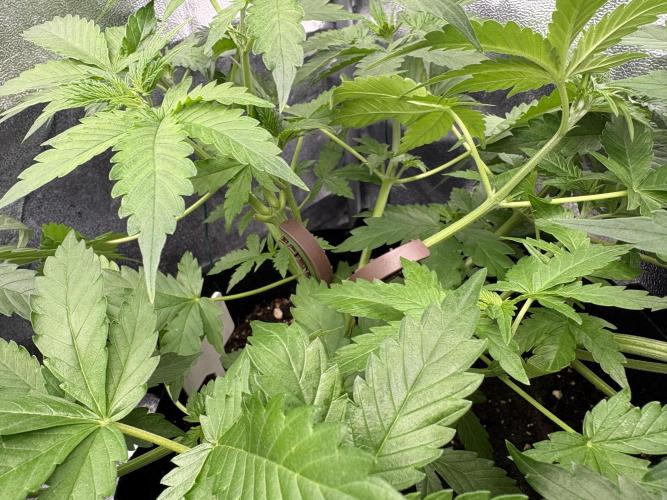 AutoPuncher OG. Week 4