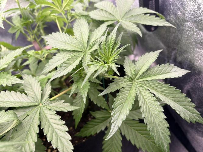 AutoPuncher OG. Week 4