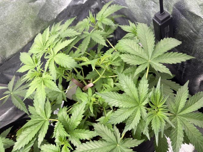 AutoPuncher OG. Week 4