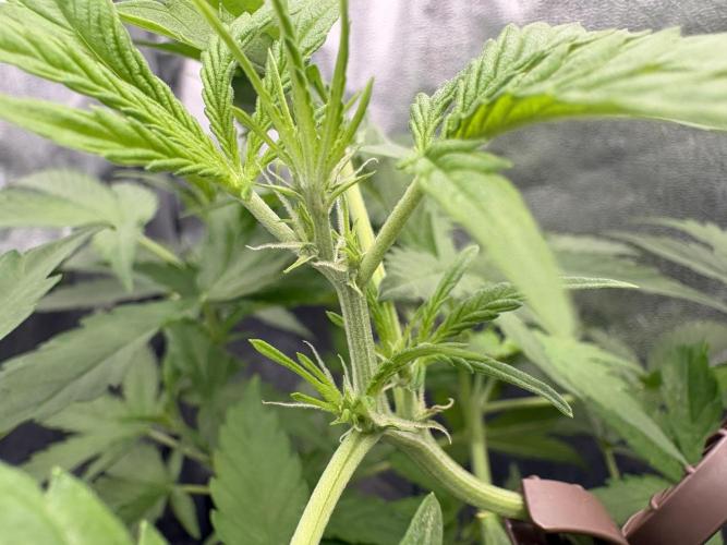 MadameMeduF1. Week 4