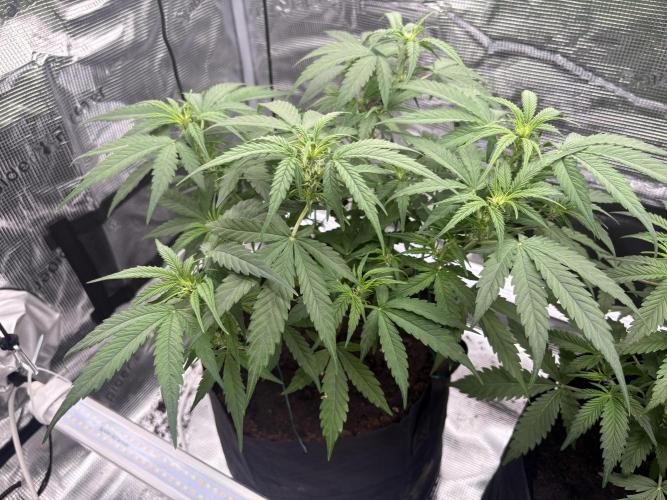 MadameMeduF1. Week 5