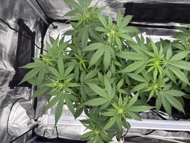 MadameMeduF1. Week 5