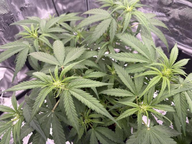 MadameMeduF1. Week 5