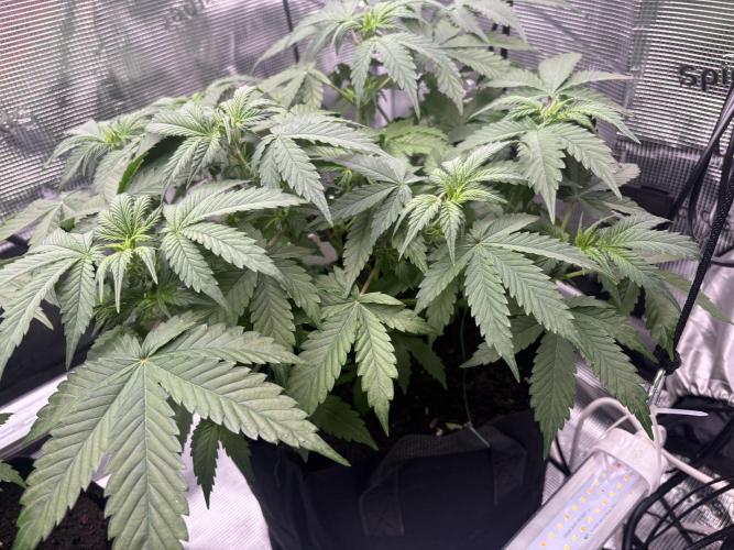 AutoPuncher OG. Week 5