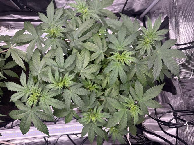 AutoPuncher OG. Week 5