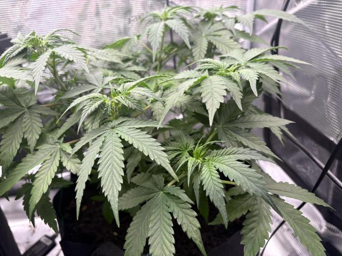 AutoPuncher OG. Week 5