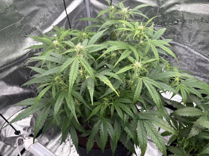 MadameMeduF1. Week 6