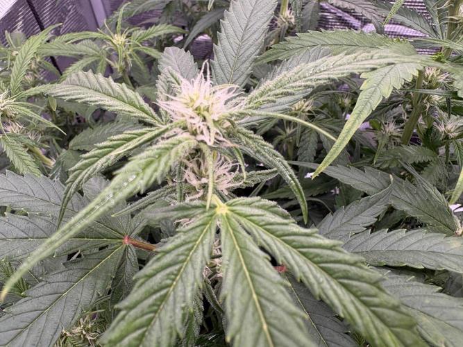 MadameMeduF1. Week 6