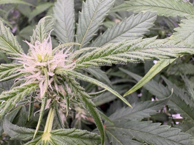 MadameMeduF1. Week 6