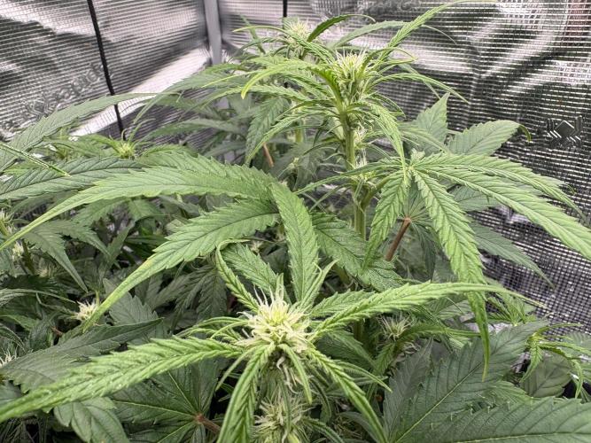 MadameMeduF1. Week 6