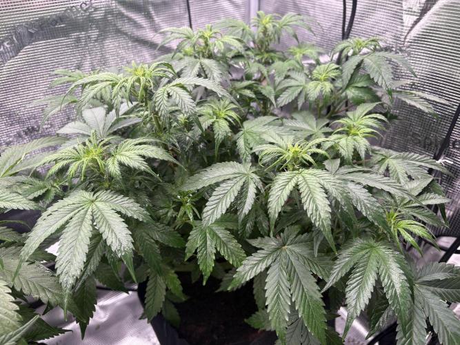 AutoPuncher OG. Week 6