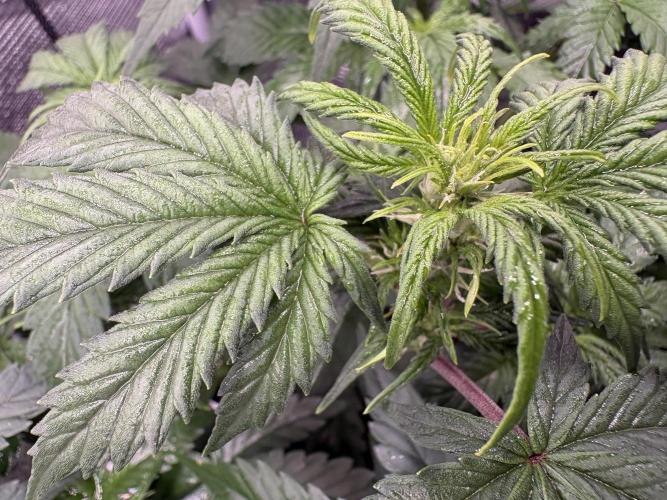 AutoPuncher OG. Week 6