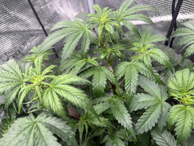 AutoPuncher OG. Week 6