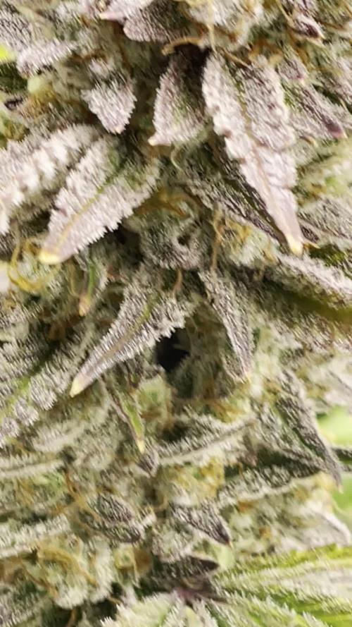 Ripper Seeds & Mephisto in Autopot + Coco