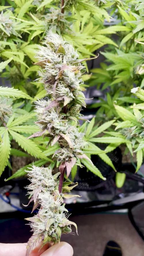 Divine Big Demon Auto / Autopot + Coco