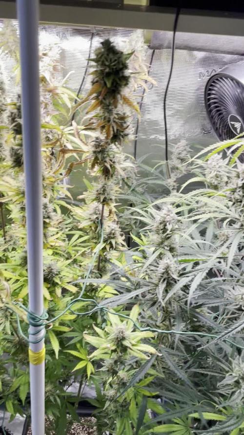Jet Fuel Mandarine Auto by Sweet Seeds