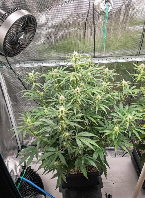 Sour Stomper by Mephisto in Autopot. Week 7 - #2 D45