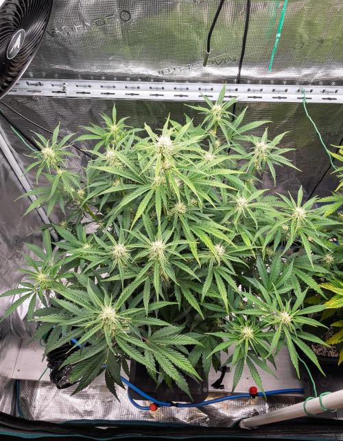 Sour Stomper by Mephisto in Autopot. Week 7 - #2 D45