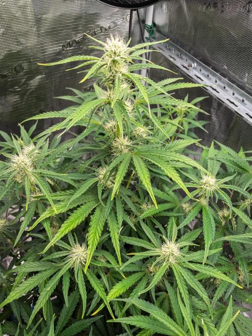 Sour Stomper by Mephisto in Autopot. Week 7 - #2 D45