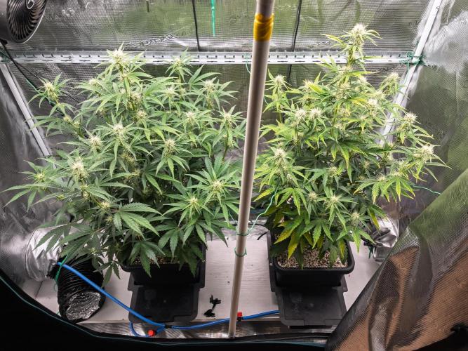 Sour Stomper by Mephisto in Autopot. Week 7 - Sour Stompers D45