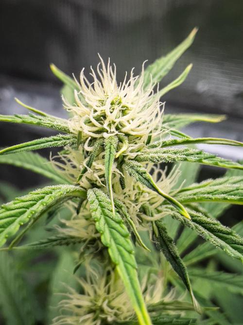 Sour Stomper by Mephisto in Autopot. Week 7 - #2 D45