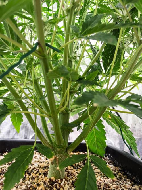 Sour Stomper by Mephisto in Autopot. Week 7 - #2 D45