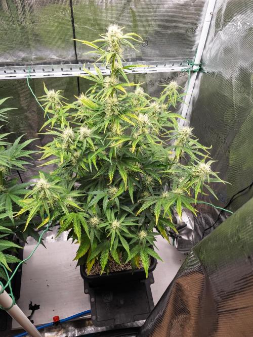 Sour Stomper by Mephisto in Autopot. Week 7 - #1 D45