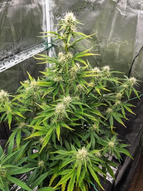 Sour Stomper by Mephisto in Autopot. Week 7 - #1 D45