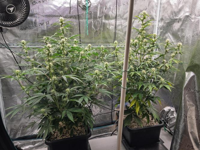 Sour Stomper by Mephisto in Autopot. Week 7 - Sour Stompers D45