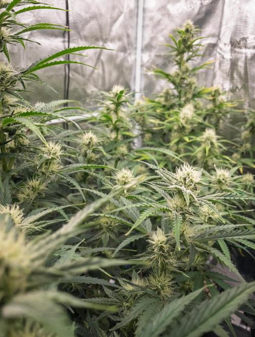 Sour Stomper by Mephisto in Autopot. Week 8 - #2 D51