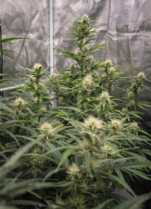 Sour Stomper by Mephisto in Autopot. Week 8 - #1 D51