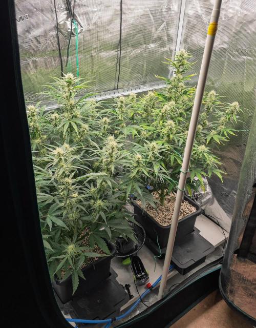 Sour Stomper by Mephisto in Autopot. Week 8 - D51