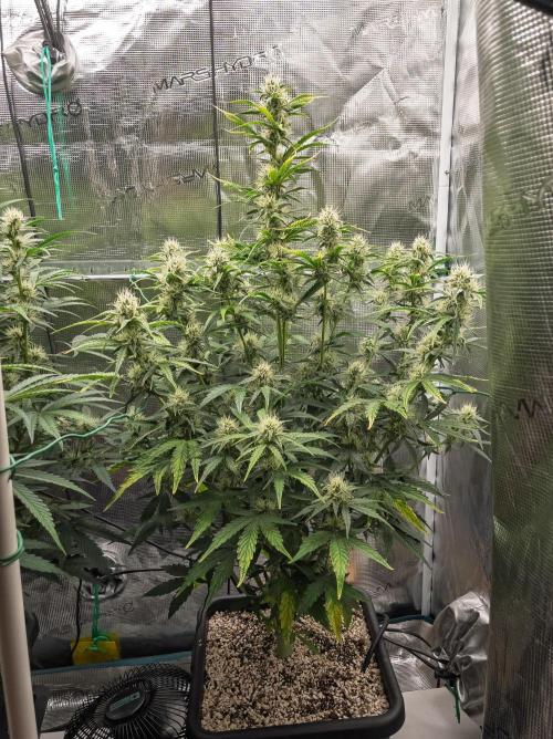 Sour Stomper by Mephisto in Autopot. Week 8 - #1 D51