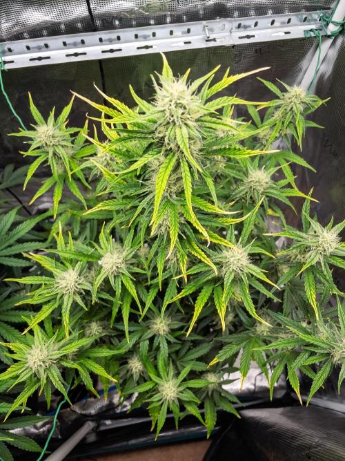 Sour Stomper by Mephisto in Autopot. Week 8 - #1 D51