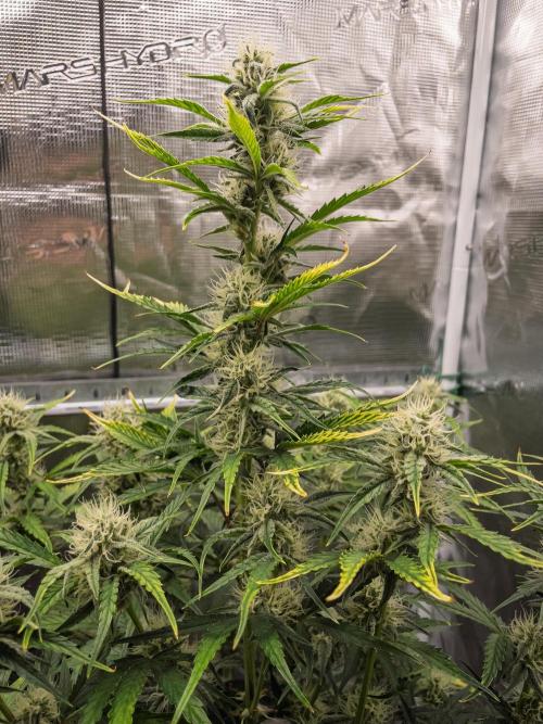 Sour Stomper by Mephisto in Autopot. Week 8 - #1 D51