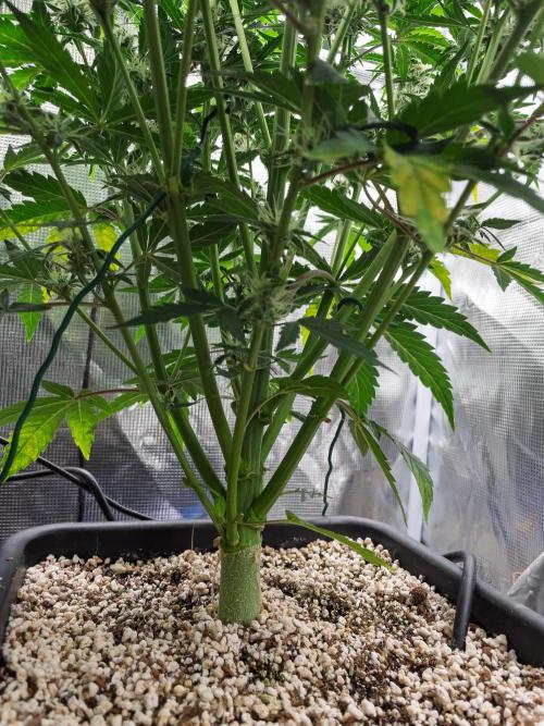 Sour Stomper by Mephisto in Autopot. Week 8 - #1 D51