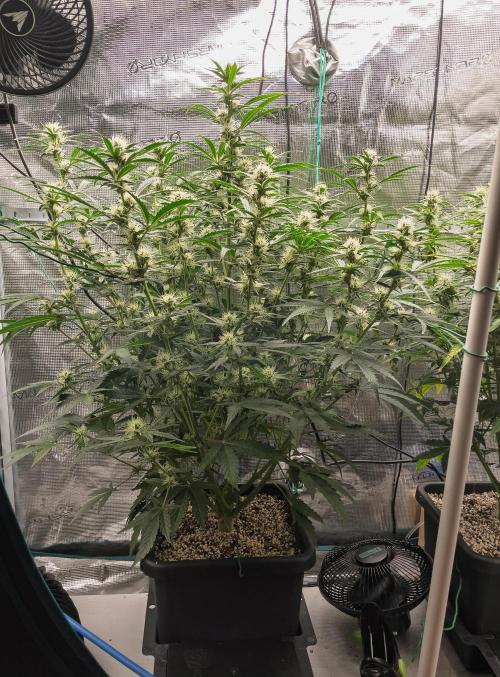 Sour Stomper by Mephisto in Autopot. Week 8 - #2 D51