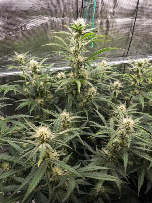 Sour Stomper by Mephisto in Autopot. Week 8 - #2 D51