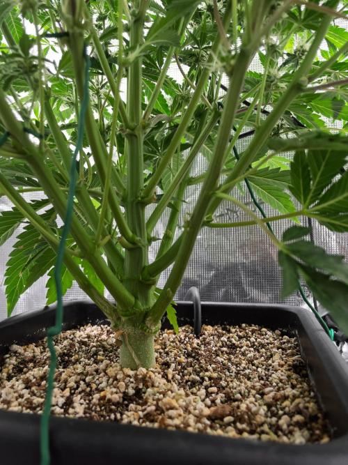 Sour Stomper by Mephisto in Autopot. Week 8 - #2 D51