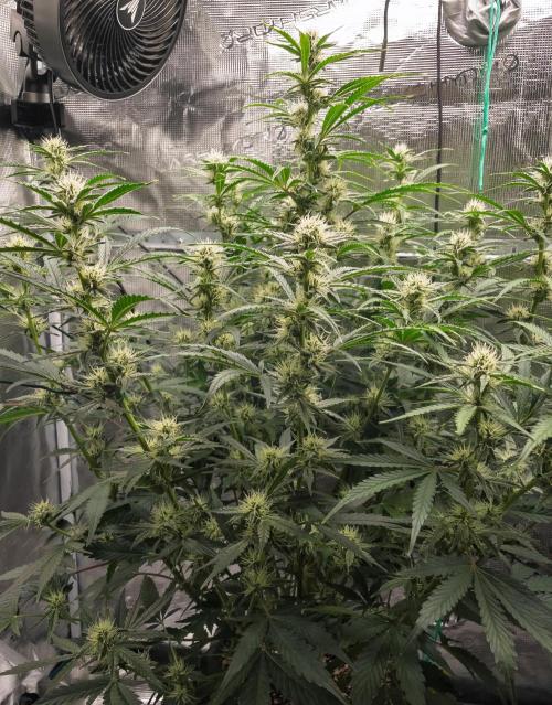 Sour Stomper by Mephisto in Autopot. Week 8 - #2 D51