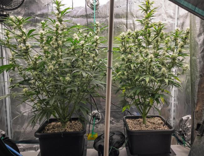 Sour Stomper by Mephisto in Autopot. Week 8 - #2 D51