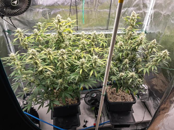 Sour Stomper by Mephisto in Autopot. Week 9 - D61 Sour Stomper #1 + #2