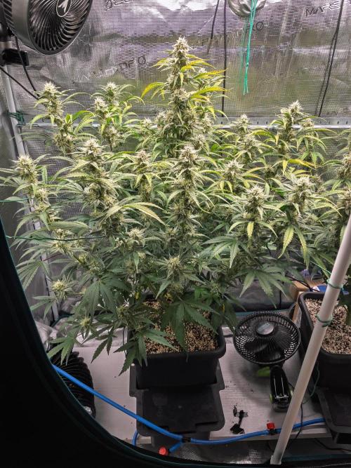 Sour Stomper by Mephisto in Autopot. Week 9 - D61 Sour Stomper #2
